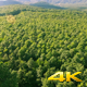 Aerial Fly Above Forest in Nature 02 - VideoHive Item for Sale