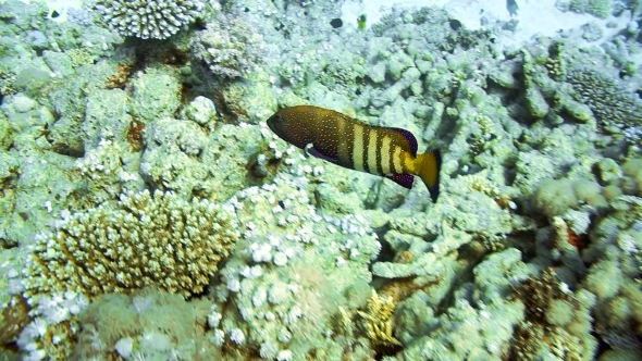 Black-tipped Grouper, Epinephelus Fasciatus