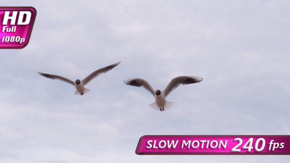 Seagulls Hover Slowly In The Sky