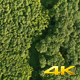 Aerial Fly Above Forest in Nature  - VideoHive Item for Sale