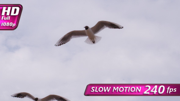 Sea Birds In The Cloudy Sky alt