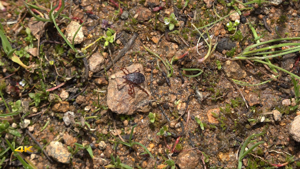 Tick Beetle of Crimean Congo Hemorrhagic Fever