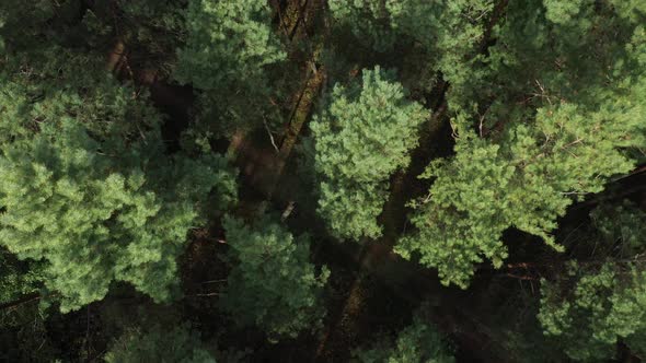 Aerial Pine Forest Top View