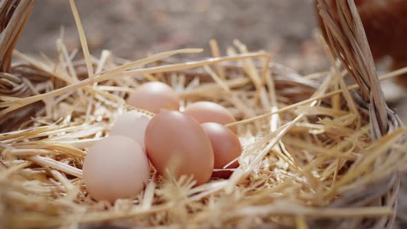 Basket Full of Fresh Chicken Eggs Collected in the Countryside in the Field