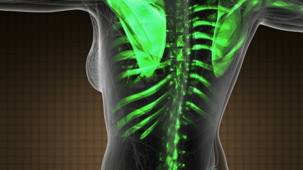 Human Body with Visible Skeletal Bones alt