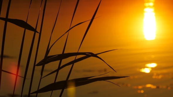 The Reeds on Sunset Landscape With Sun and Water Background