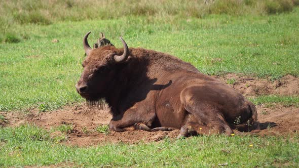 Wild European bison or Wisent (Bison bonasus) in National Park Belovezhskaya Pushcha