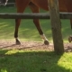 Horses Grazing in the Paddock at Sunset - VideoHive Item for Sale