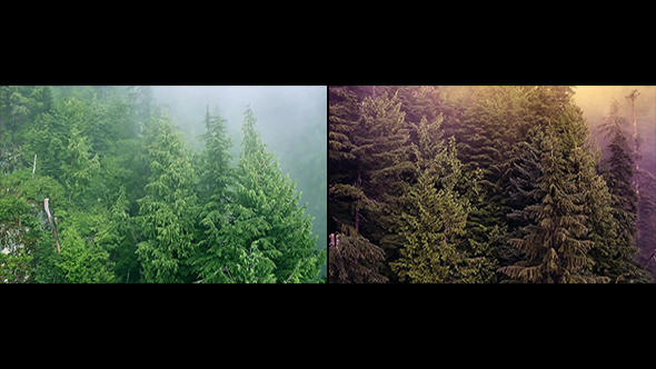Flying Over Misty & Magical Forest - 2 Versions