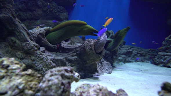 Moray Eels and Shrimp Cleaners