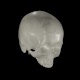 skull model - 3DOcean Item for Sale