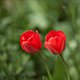 Red Tulips - VideoHive Item for Sale