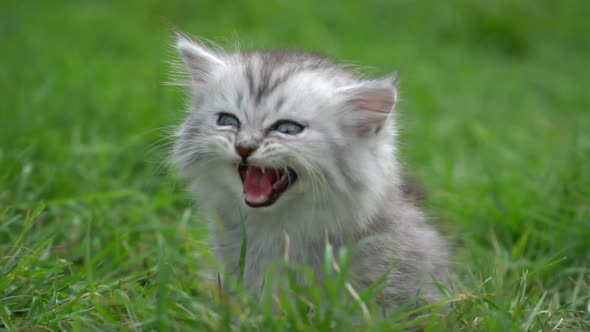 Cute Kitten Playing In The Garden Under Sunlight 