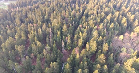 Aerial View. Spring Forest with Snow That Has Not Thawn