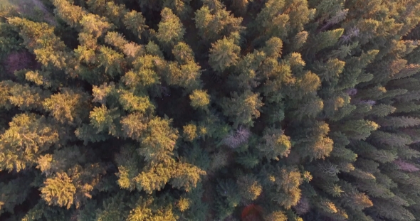 Sunset Rays Touched the Tops of Tall Spruces. Aerial View