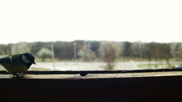 Bird Titmouse Eats Bread on a Wooden Window Sill