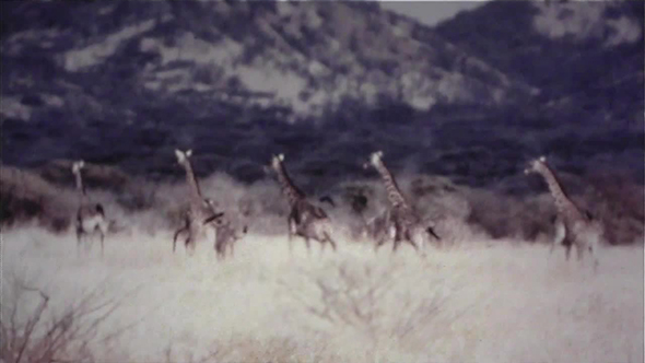 Group Of Giraffes Running Across Plains - Vintage 8mm