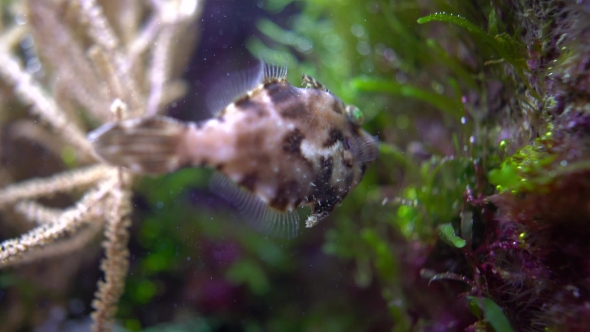 Tropical Fish  Shallow Depth of Field