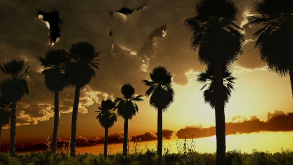 Palms in Desert at Sunset