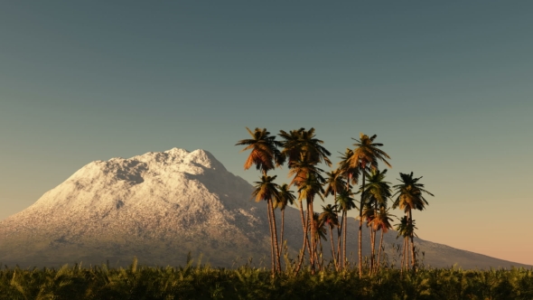 Palms in Desert at Sunset