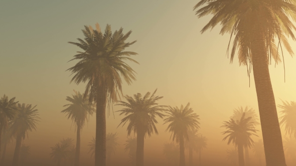 Palms in Desert at Sunset