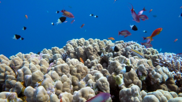Underwater Coral Reef with Tropical Fish in Ocean