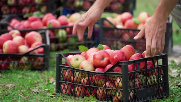 Man puts drawer with apples on ground