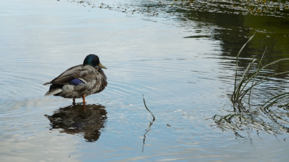 Male Duck Sits in Water