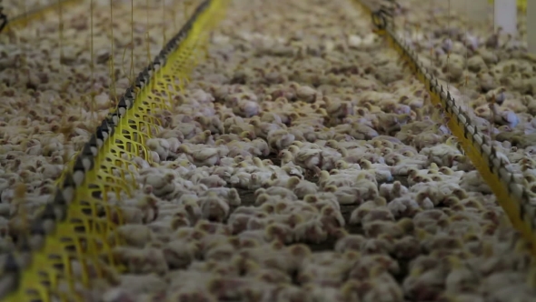 Chicken Farm Poultry Production