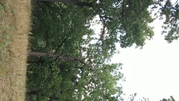 Aerial View of Green Forest in Summer