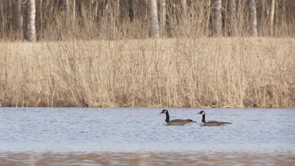 A couple of Canada geese swimming in a lake in Dalarna, Sweden, wide shot