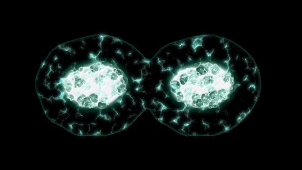 Microscopic View of Cell Mitosis