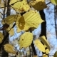 Sun Shining Through Fall Leaves Blowing in Breeze - VideoHive Item for Sale