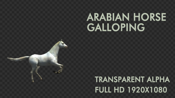 Arabian Horse Galloping