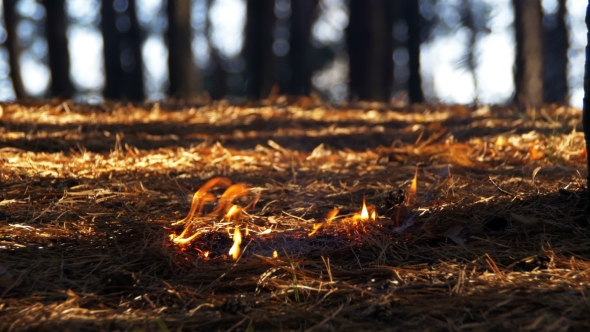 Fire in a Pine Forest