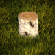 Birch stump - 3DOcean Item for Sale