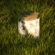 Birch stump with moss - 3DOcean Item for Sale