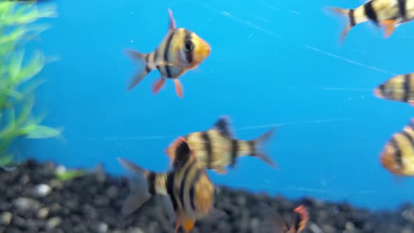 Yellow and black striped fish darting across the screen. 4K