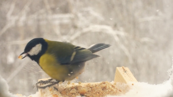 Birds Eat in Winter in The Trough