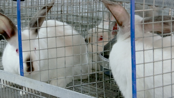 Rabbits on the Farm in Cage