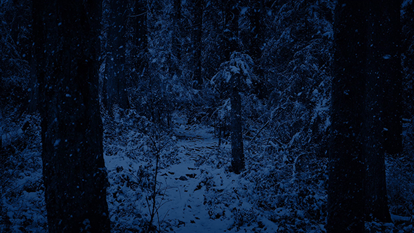 Snow Falling On Forest Path At Night