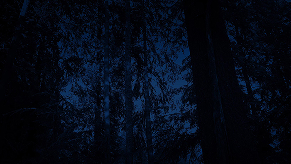 Passing Woodland Trees At Night