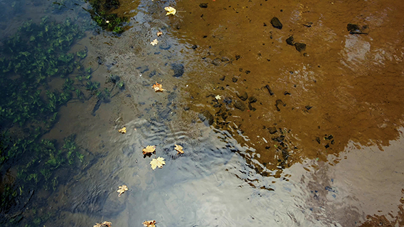 Leaves in the Creek