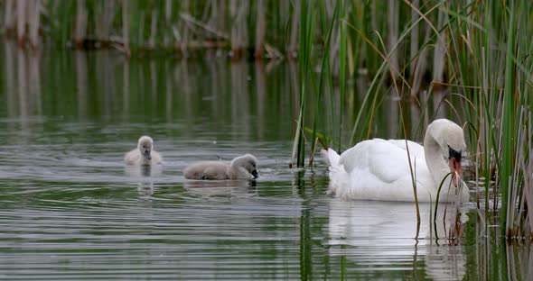 Wild bird mute swan in spring on pond