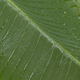 Light Rain on Banana Leaf 4 - VideoHive Item for Sale