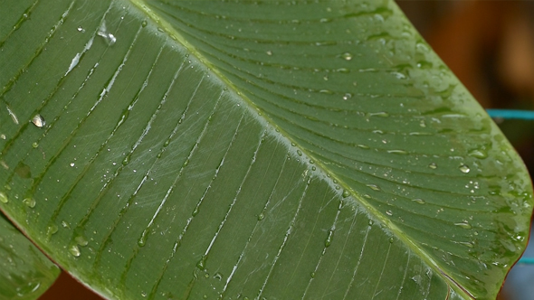 Light Rain on Banana Leaf 4