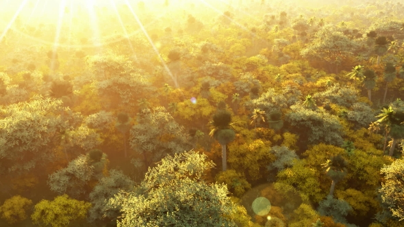 Tropical Palm Forest at Sunset