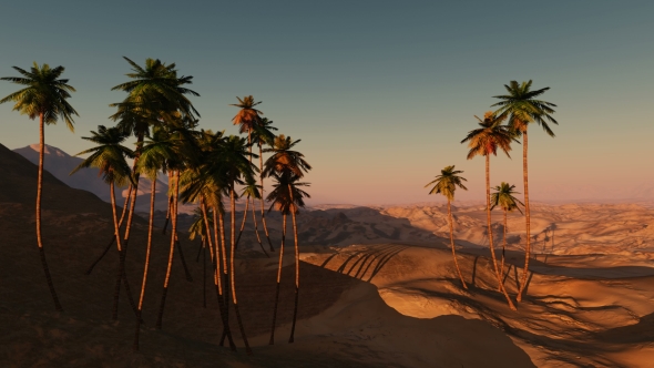 Palms in Desert at Sunset