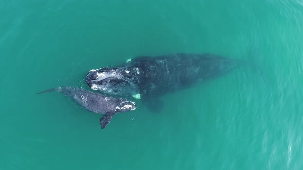 Aerial - Southern Right whale calf on its side, nuzzles and cuddles its mother