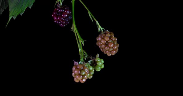 Blackberries Ripen on Black Background, Time Lapse